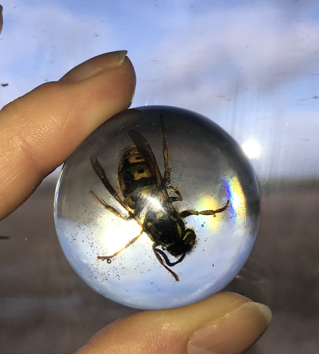 WaspWoman's tweet image. And I never travel without a selection of my favourite wasps… set in eco-friendly resin, to demonstrate that there really are #endlessforms most beautiful of wasps on this planet. #wasplove @RoyEntSoc