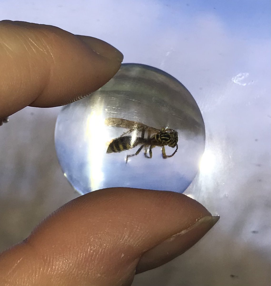 WaspWoman's tweet image. And I never travel without a selection of my favourite wasps… set in eco-friendly resin, to demonstrate that there really are #endlessforms most beautiful of wasps on this planet. #wasplove @RoyEntSoc