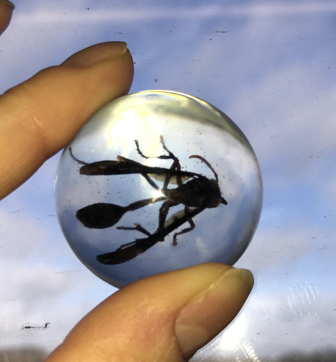 WaspWoman's tweet image. And I never travel without a selection of my favourite wasps… set in eco-friendly resin, to demonstrate that there really are #endlessforms most beautiful of wasps on this planet. #wasplove @RoyEntSoc