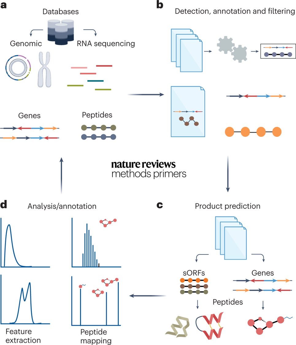 Nature Reviews Methods Primers (@methodsprimers) on Twitter photo New this week! The Peptidomics Primer describes the techniques and workflows required for peptide discovery and characterization <a href="/LiResearch/">Lingjun Li Research Group</a> <a href="/LingjunLi2/">Lingjun Li</a> <a href="/UWMadPharmacy/">UW–Madison School of Pharmacy</a> <a href="/peptide_drugs/">The Gruber Lab</a> <a href="/MedUni_Wien/">MedUni Wien</a>
Check it out here: go.nature.com/3KjQPYA New this week! The Peptidomics Primer describes the techniques and workflows required for peptide discovery and characterization <a href="/LiResearch/">Lingjun Li Research Group</a> <a href="/LingjunLi2/">Lingjun Li</a> <a href="/UWMadPharmacy/">UW–Madison School of Pharmacy</a> <a href="/peptide_drugs/">The Gruber Lab</a> <a href="/MedUni_Wien/">MedUni Wien</a>
Check it out here: go.nature.com/3KjQPYA