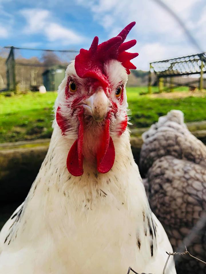 What Chick lookin at? 
Our Kelburn Chickens are very excited about Easter and have been busy laying lots of eggs for our Easter Egg Hunt! Don't forget to get your tickets for the perfect Easter holiday family fun here: kelburnestate.com/.../a-fairys-t…