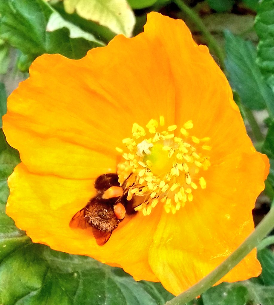 Rickretweets's tweet photo. @BrickONeil 😂😂😂 #bumblebutt #InsectThursday https://t.co/qEGbKPfmzS
