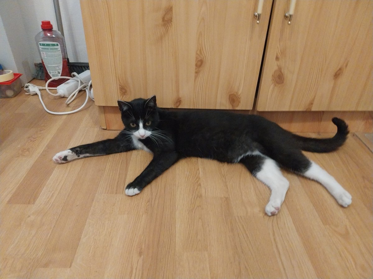 SolteszNagyEva's tweet photo. Just chilling 😎 

#CatsOfTwitter #CatMom #fatcat #cute #kitty https://t.co/ulmVZO7k48