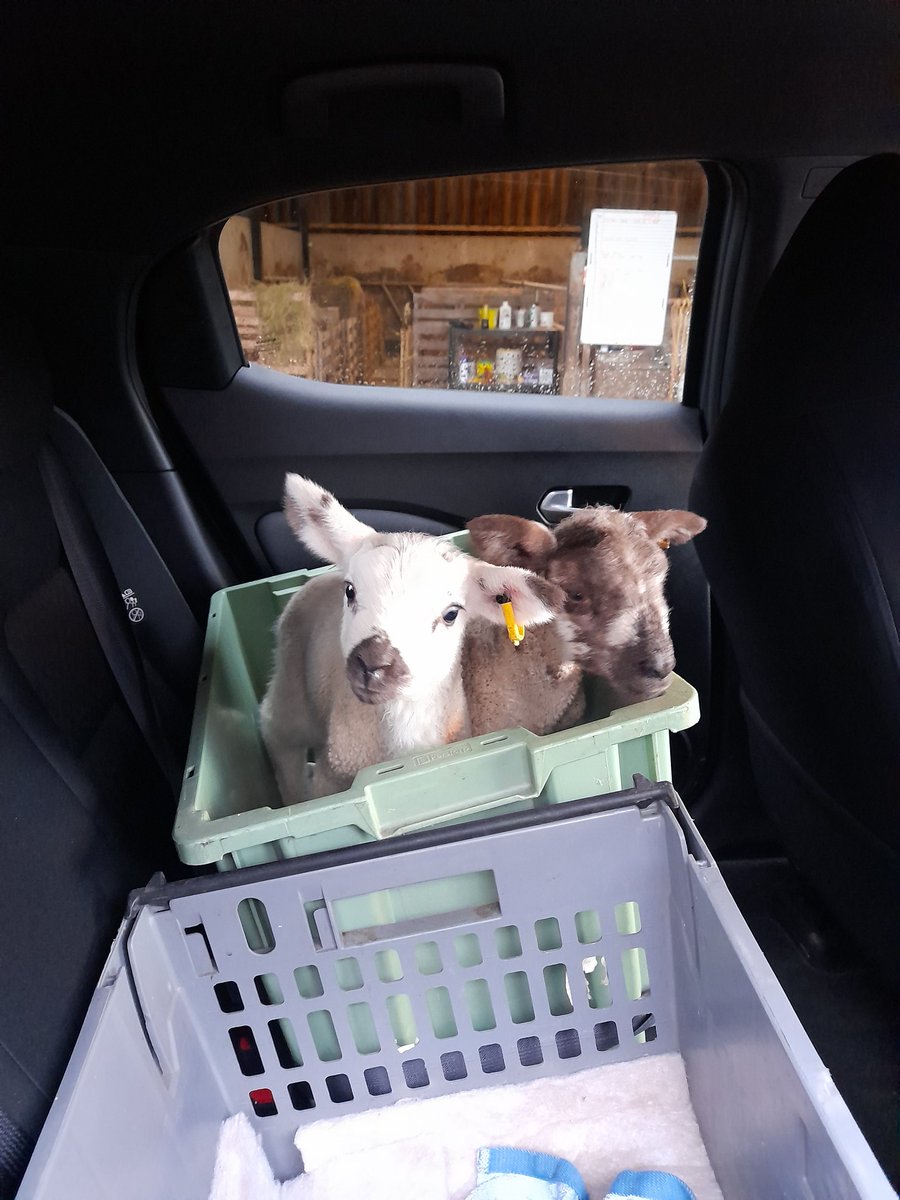 2 pet lambs off with teacher daughter to a couple of Bradford schools.
#farmingeducation