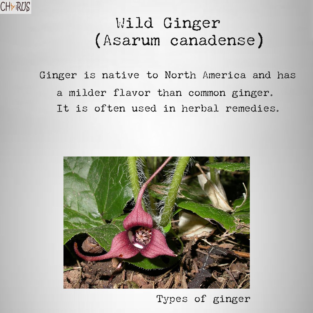 tweChairus's tweet photo. Herbal Benefits and useful in common cold.
#wildginger #gingertypes #tea #healthylifestyle #healthtips https://t.co/sCeogse9AD