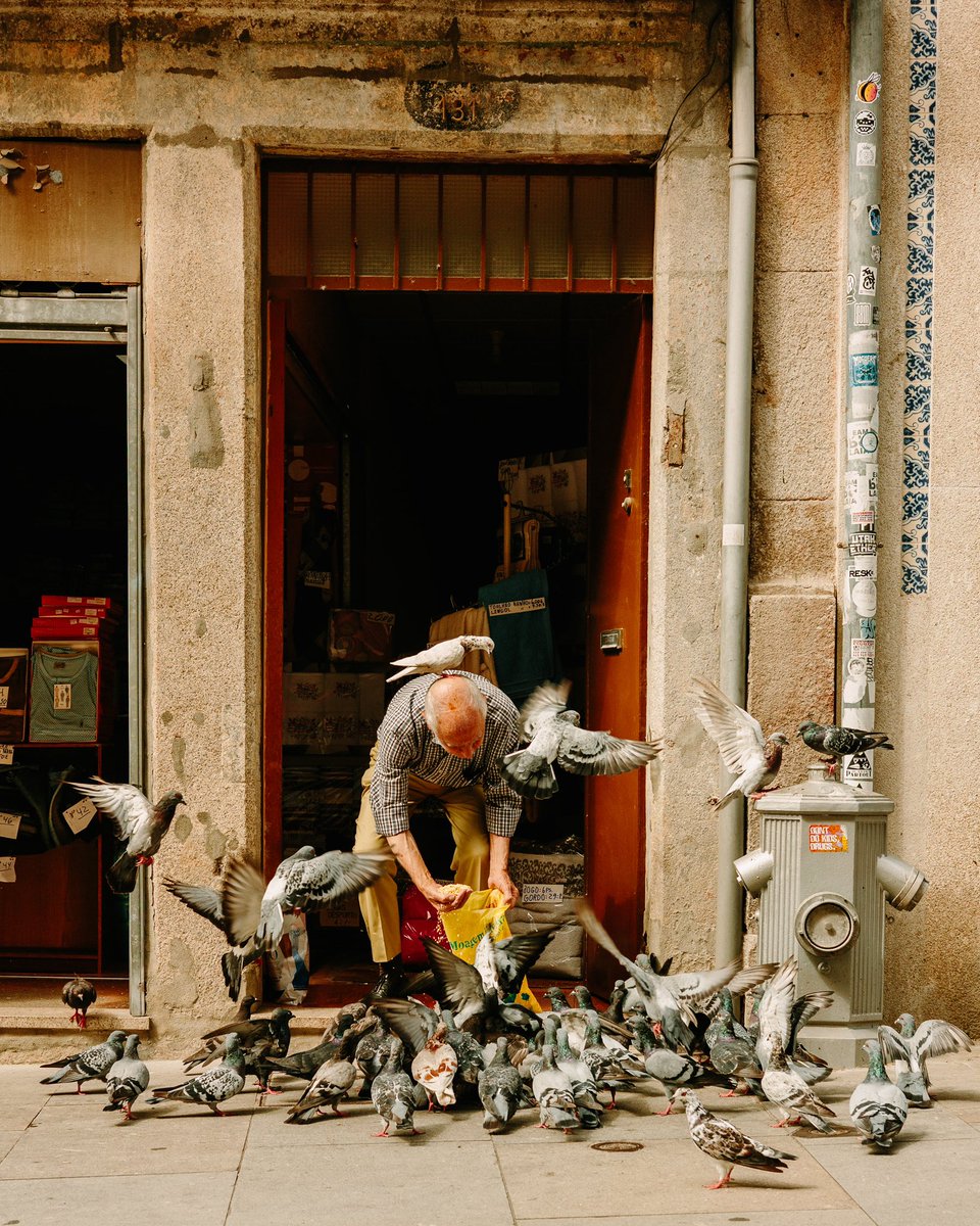 Pigeons in Porto
📷by <a href="/ShaneTaylor22/">Shane Taylor</a>