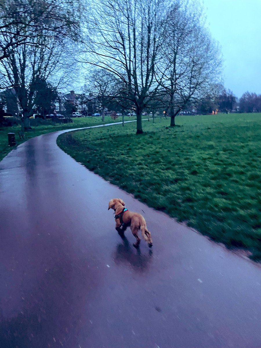 There are many benefits to having a dog, early morning walks are just one of them #comerainorshine