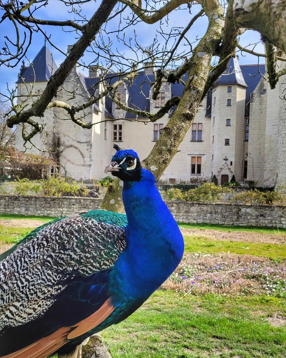 MyLoireValley's tweet photo. Vous connaissez Léon, la star du Château du Rivau ? 🦚
📸 orlannesebalade (via Instagram) https://t.co/mj6xbpXZjW