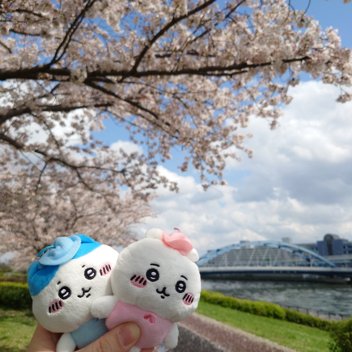 bansoko99's tweet photo. ちいかわマスコットと一緒に、近所でお花見🌸🌸🌸　日差しが暖かくて良いお散歩になりました😊

#ちいかわ　
#ぬい撮り https://t.co/3H8CxNUTWe