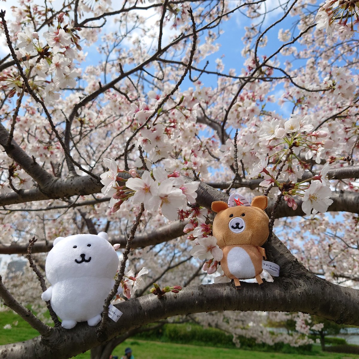 bansoko99's tweet photo. ちいかわマスコットと一緒に、近所でお花見🌸🌸🌸　日差しが暖かくて良いお散歩になりました😊

#ちいかわ　
#ぬい撮り https://t.co/3H8CxNUTWe
