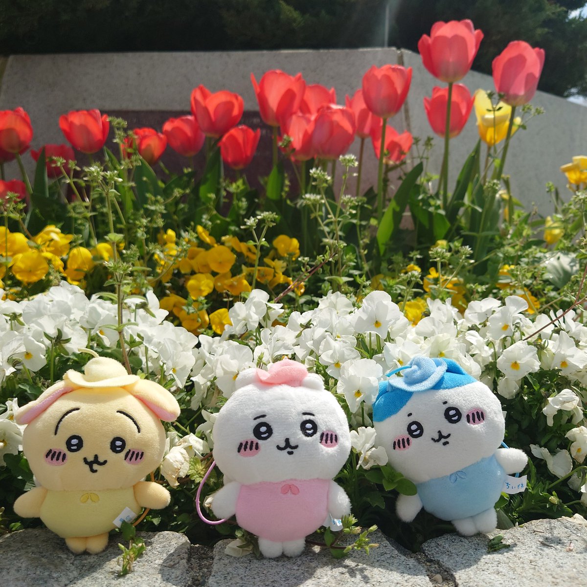 bansoko99's tweet photo. ちいかわマスコットと一緒に、近所でお花見🌸🌸🌸　日差しが暖かくて良いお散歩になりました😊

#ちいかわ　
#ぬい撮り https://t.co/3H8CxNUTWe