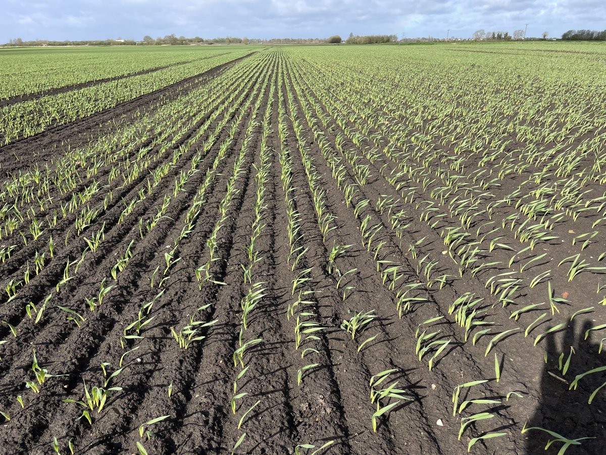 Alex Wilcox tweet media