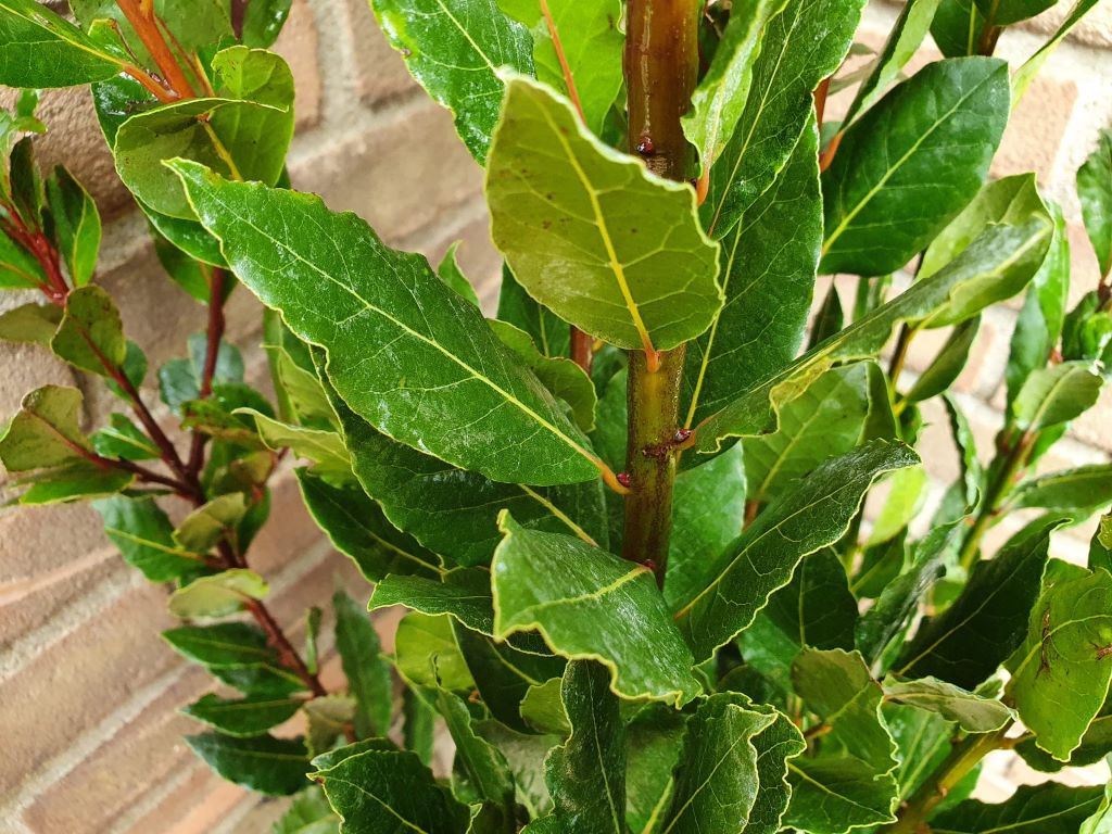 #AANBIEDING - Mooie partij echte laurierstruiken (Laurus nobilis) met #korting op de maat 60/80 en 125/150 cm. OP=OP!

👉Direct naar de #actie > directplant.nl/echte-laurier-…