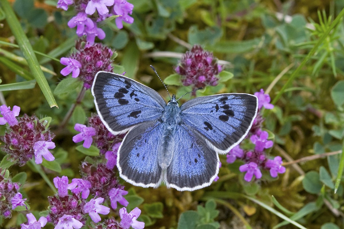 JNCC (@JNCC_UK) on Twitter photo 2023-03-30 09:38:09 The latest results from the annual UK Butterfly Monitoring Scheme @UKBMSLive are published: ukbms.org/official-stati⦠@UKBMSLive @_BTO @UK_CEH @savebutterflies The latest results from the annual UK Butterfly Monitoring Scheme @UKBMSLive are published: ukbms.org/official-stati⦠@UKBMSLive @_BTO @UK_CEH @savebutterflies