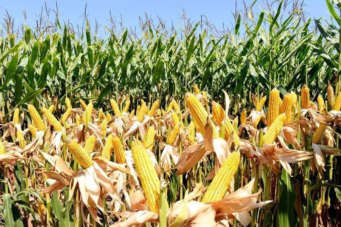 AdankalaF's tweet photo. You want the best breed of maize? We are here to help you.

@JoshuaAdankala @Aluta__Prince @AlutaPato @AlutaFearless https://t.co/sbrK13bFCN