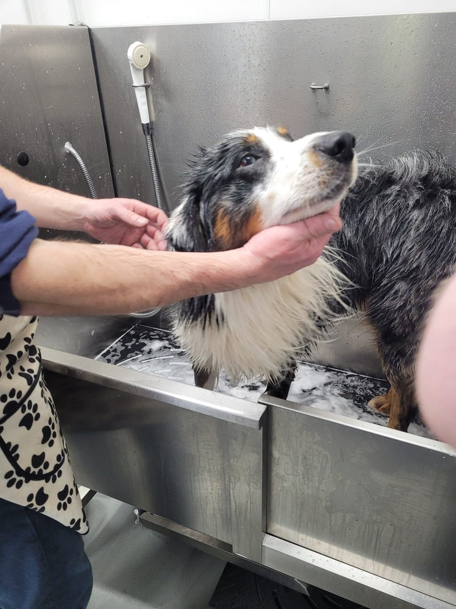 During their visit, our #Erasmus+ colleagues explored <a href="/SligoCFE/">Sligo CFE</a> and got a first-hand look at their impressive facilities. Deputy Principal David Downey and Erasmus Coordinator @Nicole McGowan led the tour, showcasing the dog grooming and animal care department.