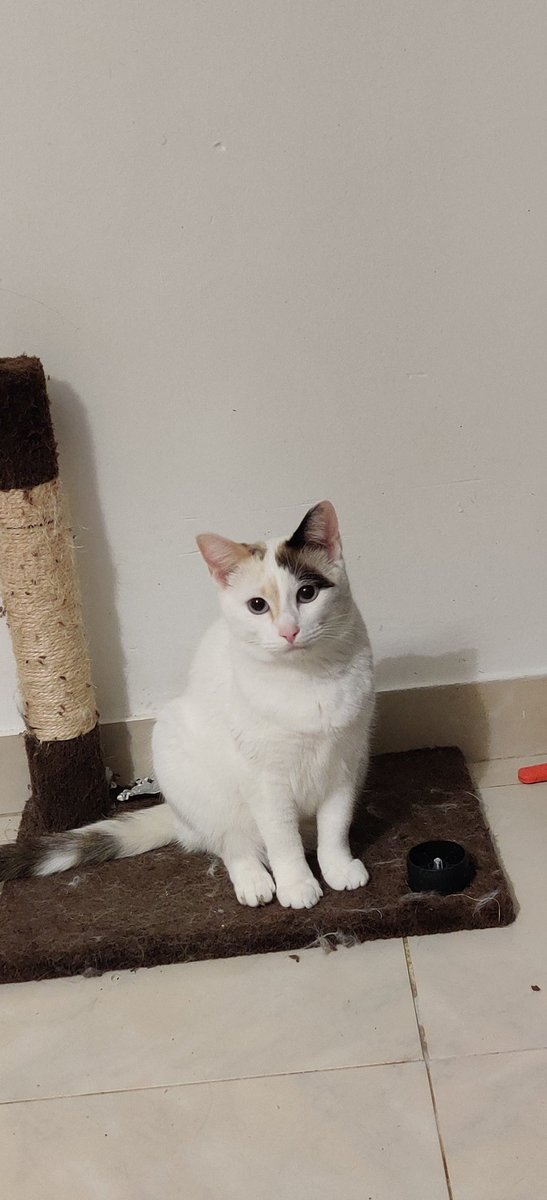 Muy a nuestro pesar, tenemos que volver a poner en adopción a Bastet 😔 A su adoptante le abruma muchísimo que sea tan cariñosa... Necesitamos traerla desde Barcelona a Murcia cuanto antes, ¿le damos mucha difusión para que encuentre viaje y adopción cuánto antes? 💔