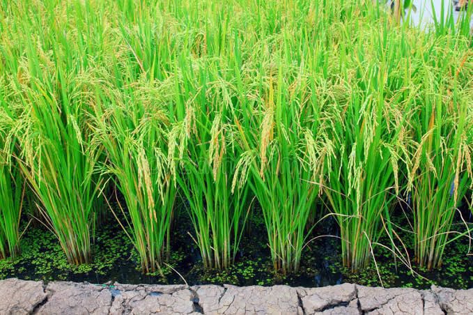 AdankalaF's tweet photo. You want the best breed of rice? We are here to help you.
@JoshuaAdankala @Aluta__Prince @AlutaFearless @AlutaPato https://t.co/YQhAOqcTHr