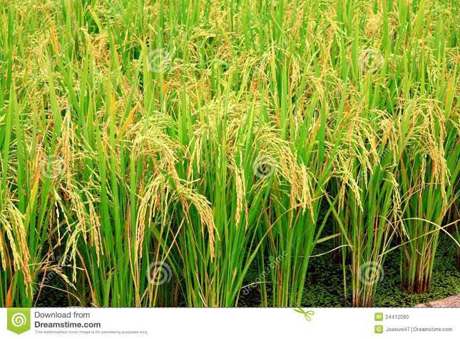 AdankalaF's tweet photo. You want the best breed of rice? We are here to help you.
@JoshuaAdankala @Aluta__Prince @AlutaFearless @AlutaPato https://t.co/YQhAOqcTHr