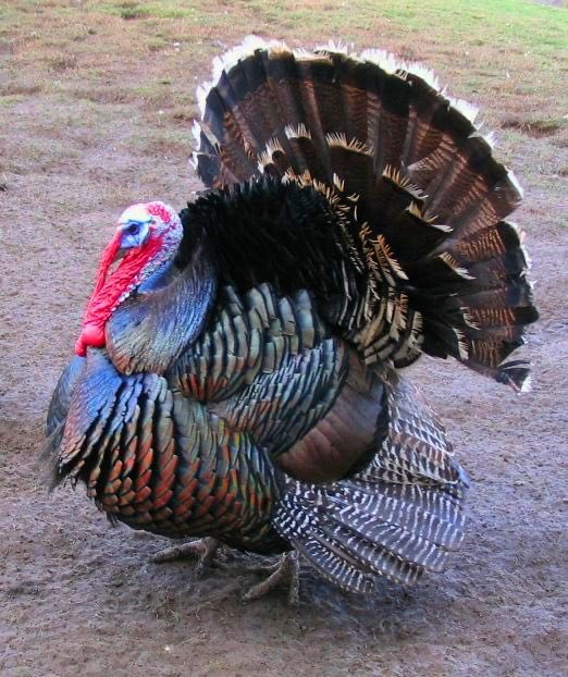 AdankalaF's tweet photo. Different breeds of Turkey available also @JoshuaAdankala @Aluta__Prince @AlutaFearless @AlutaPato https://t.co/LCfLZy8v3y
