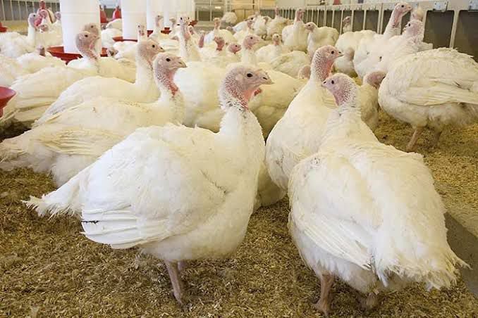 AdankalaF's tweet photo. Different breeds of Turkey available also @JoshuaAdankala @Aluta__Prince @AlutaFearless @AlutaPato https://t.co/LCfLZy8v3y