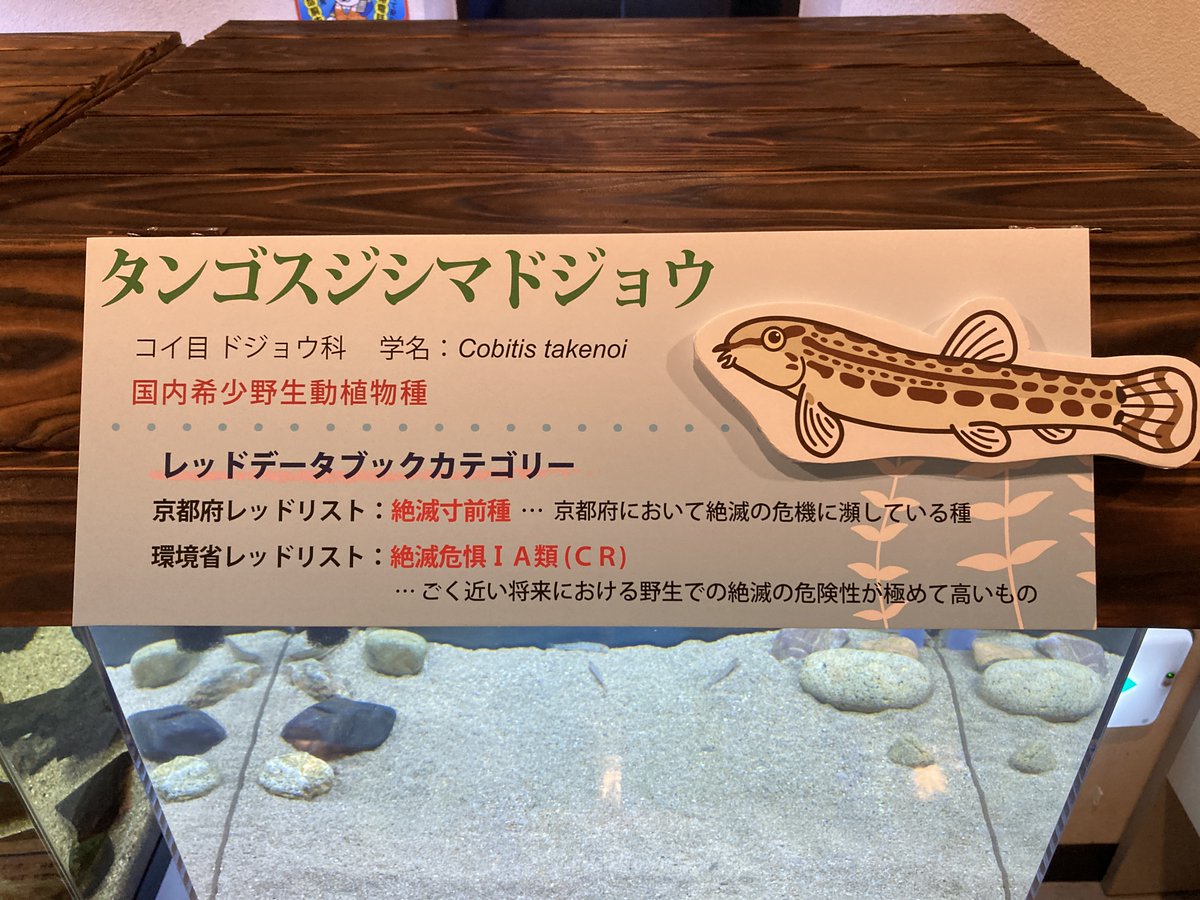 uocchikanstaff's tweet photo. 本日、#タンゴスジシマドジョウ を展示水槽に
収容しました‼️🆕✨

名前のとおり京都北部(丹後)の限られた場所にしか
生息していない貴重な魚で、この魚の保全活動には魚っ知館も参加しています❗️💪

水族館エリアに入ってすぐの水槽にいるので、
ぜひ実物を見てみてね☺️

#水族館
#魚っ知館
#宮津市 https://t.co/P5IBU7HR4E