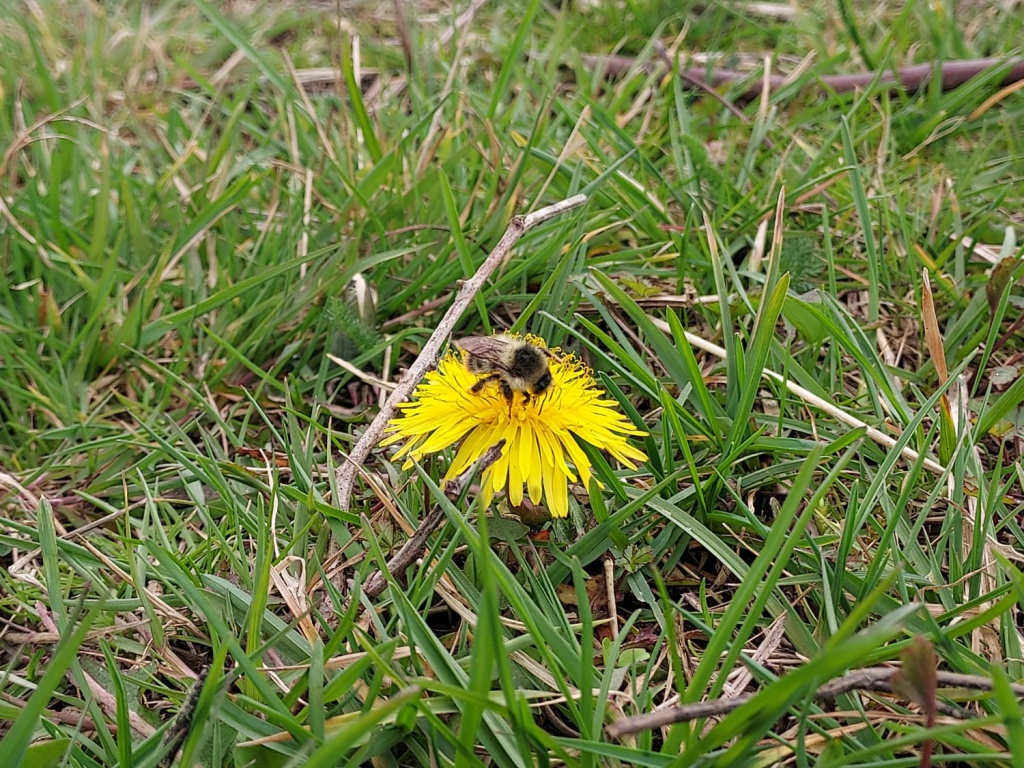 BuzzingShrill's tweet image. And just like that the Shrill Carder Bee season is upon us: Donna Truwhyte sent us these photos taken on the 23rd March at the Enchanted Gardens Plant Nursery in Kent! Bee-rilliant to see a queen although it still feels a little early?! Have you seen a shrill yet? Let us know! 🐝