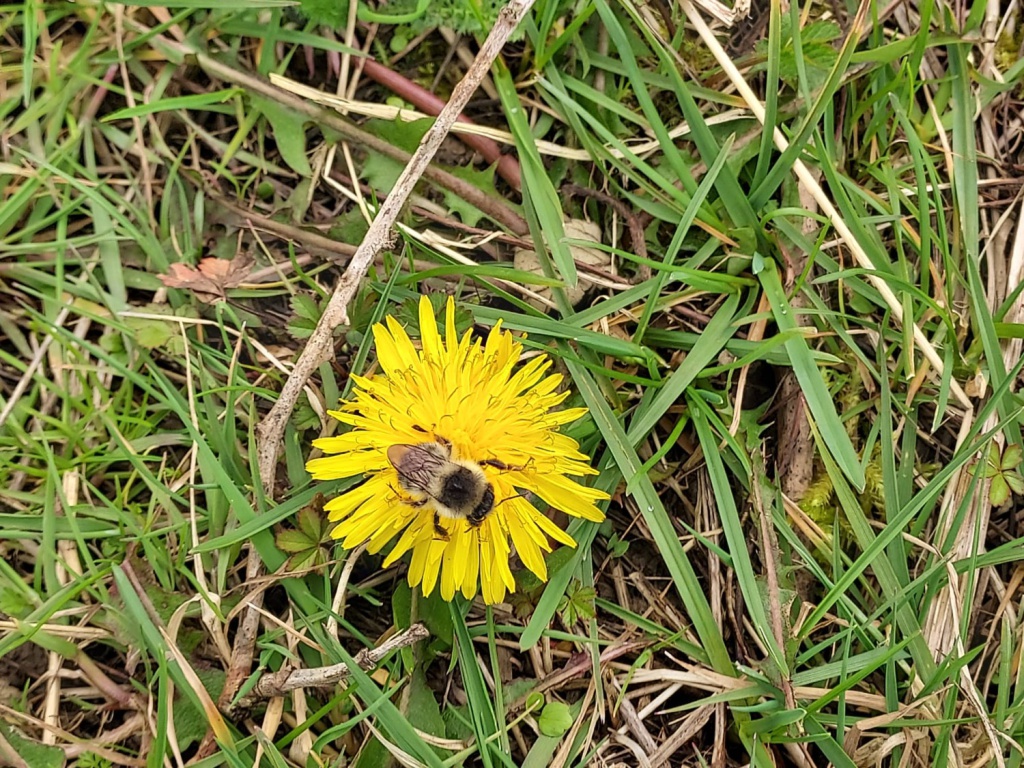 BuzzingShrill's tweet image. And just like that the Shrill Carder Bee season is upon us: Donna Truwhyte sent us these photos taken on the 23rd March at the Enchanted Gardens Plant Nursery in Kent! Bee-rilliant to see a queen although it still feels a little early?! Have you seen a shrill yet? Let us know! 🐝