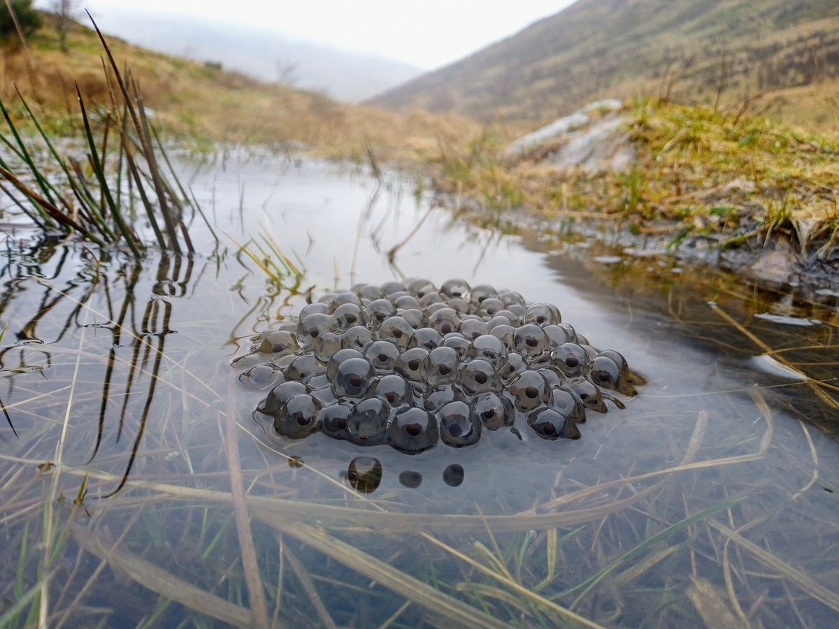 Puddock's cruddles in puddles! Spring is in full swing across the #WildHeart don't forget to tag us #BFTWildlife and record your spring sightings on our woodland sites using <a href="/inaturalist/">iNaturalist</a> or <a href="/iRecordWildlife/">iRecord</a>