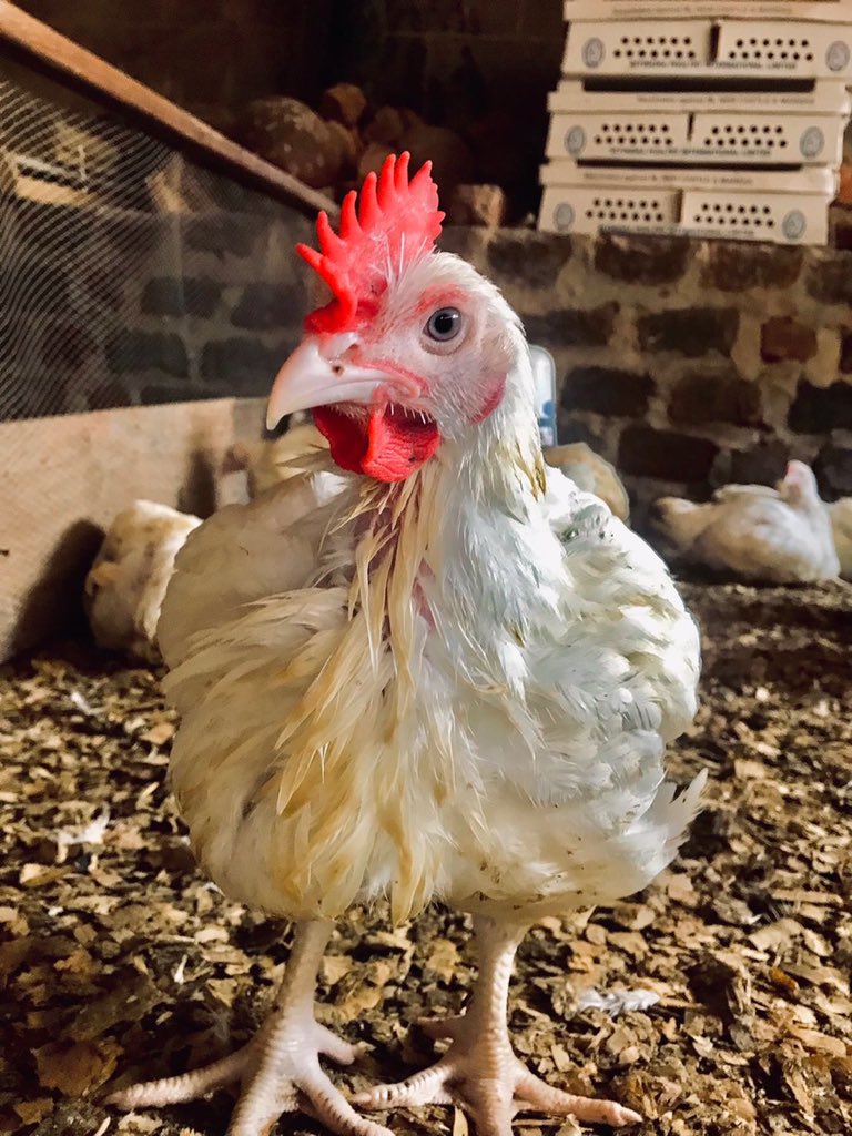 iamTurahe's tweet photo. WHICH IS MORE PROFITABLE FOR A FARMER?

BROILERS🐓 OR LAYERS🥚

Chicken farming is one of the most successful industries today, thanks to the rising demand for poultry products. It is regarded as the agriculture sector's fastest-growing section. https://t.co/HNnvh3nmYP