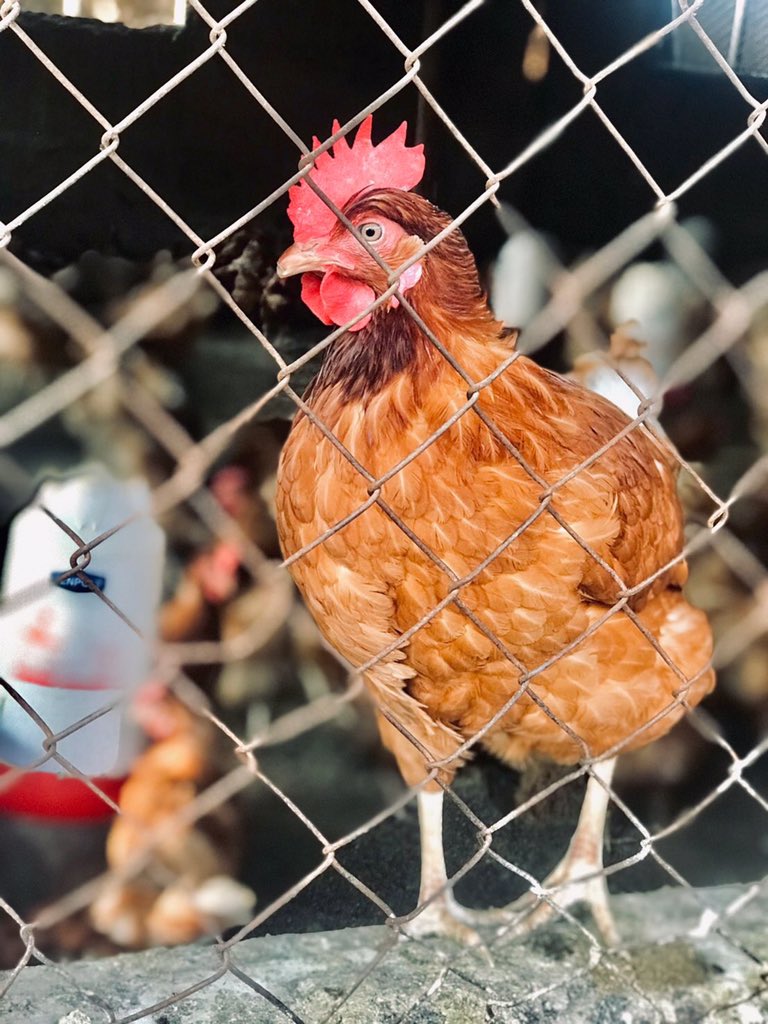 iamTurahe's tweet photo. WHICH IS MORE PROFITABLE FOR A FARMER?

BROILERS🐓 OR LAYERS🥚

Chicken farming is one of the most successful industries today, thanks to the rising demand for poultry products. It is regarded as the agriculture sector's fastest-growing section. https://t.co/HNnvh3nmYP