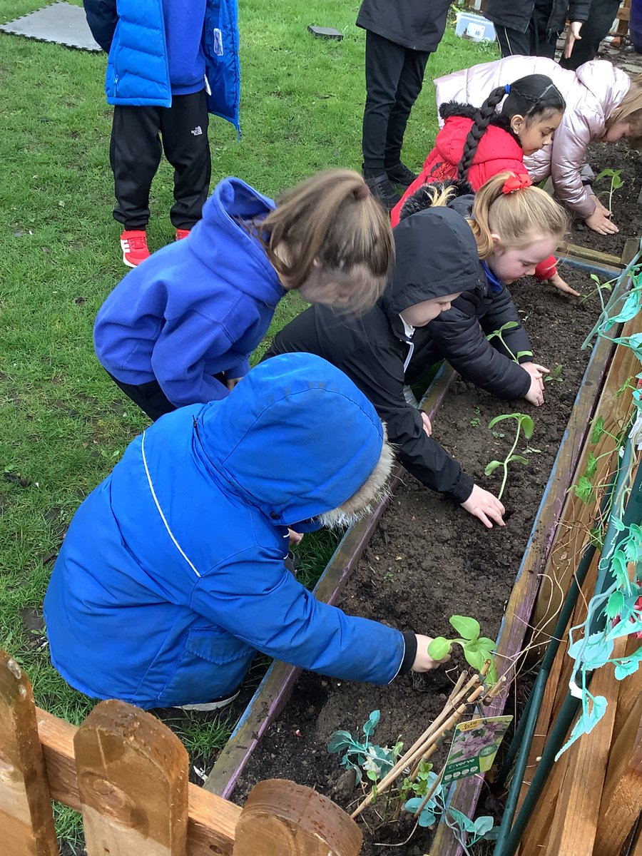 Today we checked on our sunflowers and replanted them outside. #watch this space 🌻