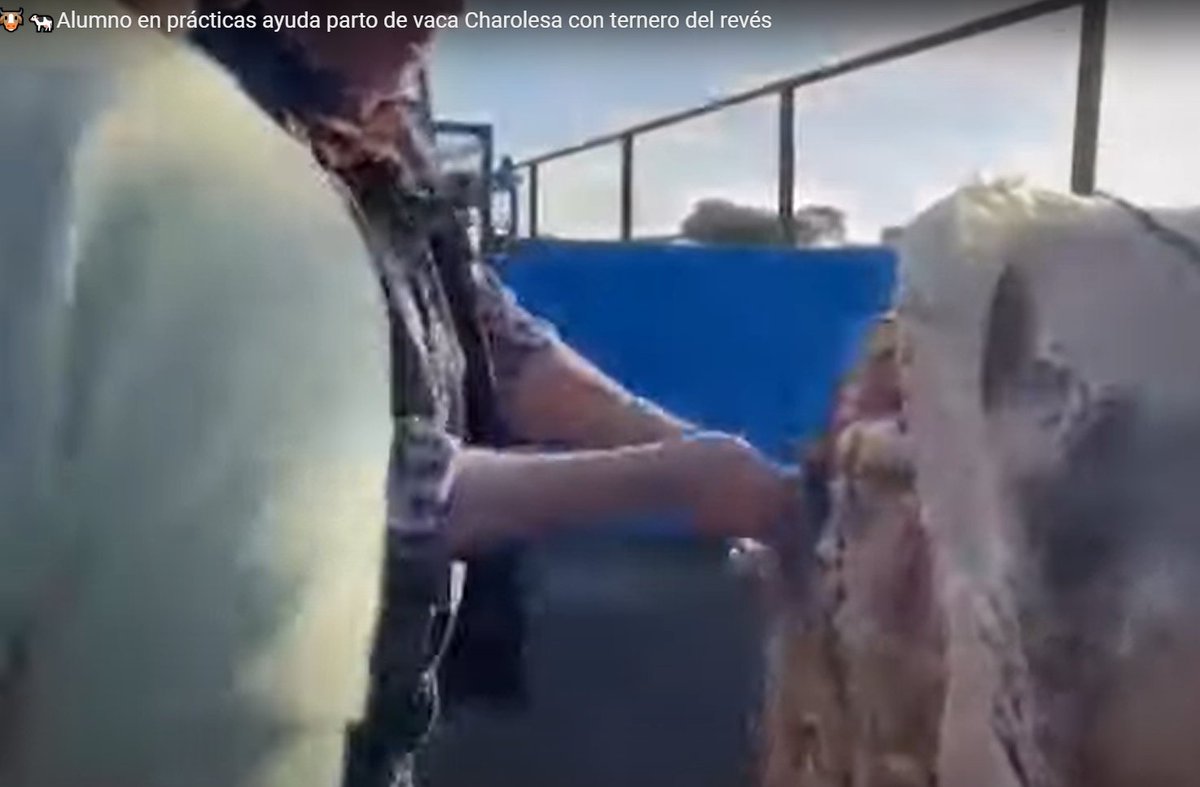 CFMRDonBenito's tweet photo. 🐮🐄Asistencia al parto de vaca Charolesa de un ternero del revés, en el Picadero Las Cruces realizando las prácticas de FCT nuestro alumno Carlos Rosa del GM de Producción Agroecológica. https://t.co/ymvExbKbD5
#creandovida #ganaderíasostenible 
@Junta_Agricultu https://t.co/ZyYGVyuJu2