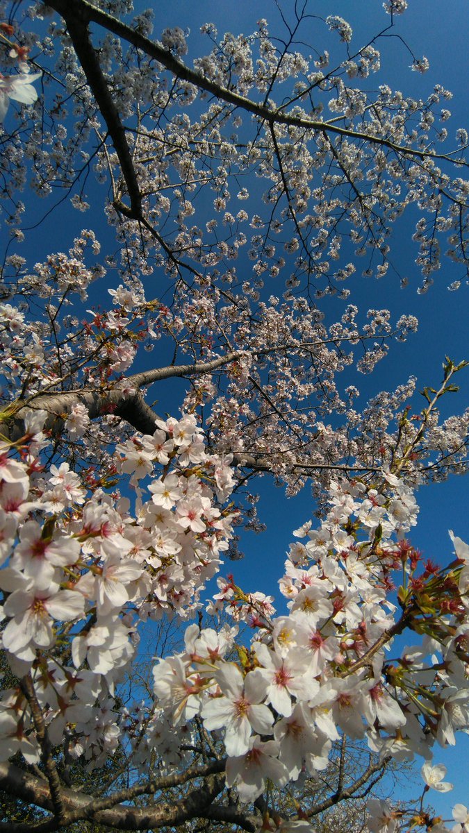 sweet_plum__'s tweet photo. 今年はちょっと早いね🌸
桜吹雪の中、スマホでパシャリ📷️
#桜 #さくら #桜吹雪 #お花見 #お花見日和 #お花見2023 https://t.co/ejHIp1ZrLe