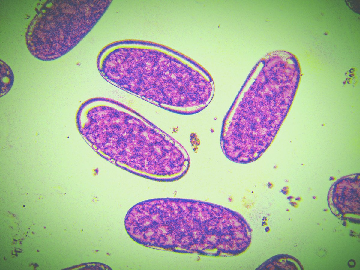 basavaraj9483's tweet photo. Stained eggs of Meloidogyne incognita... #rootknotnematode #nematology https://t.co/6pvYgxV65K