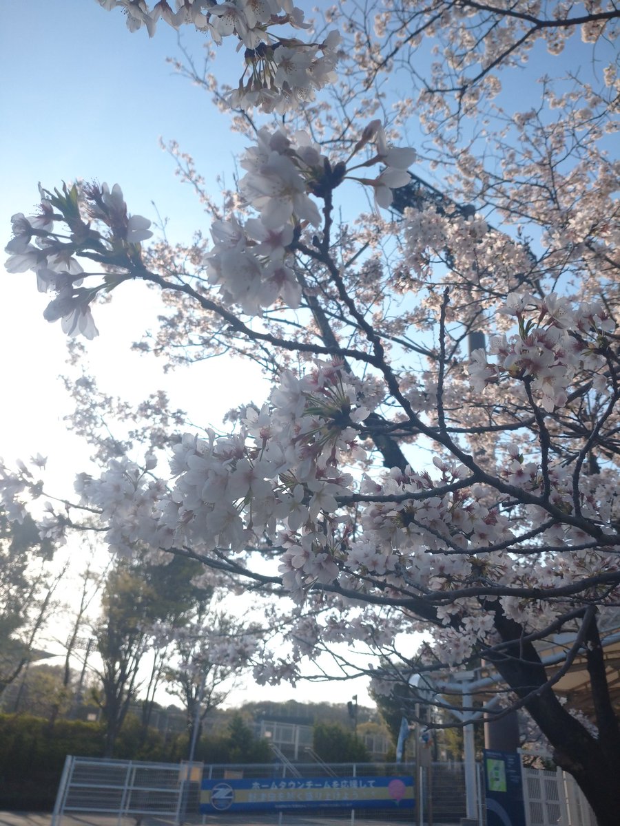 nozel_noel's tweet photo. 野津田の桜、4/2藤枝戦までもちますように  #zelvia https://t.co/qHLmzcP2wA