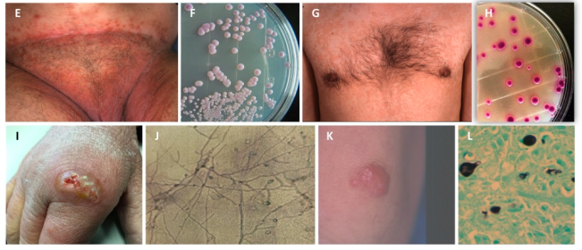 Basic & Clinical Immunology FMUP tweet media
