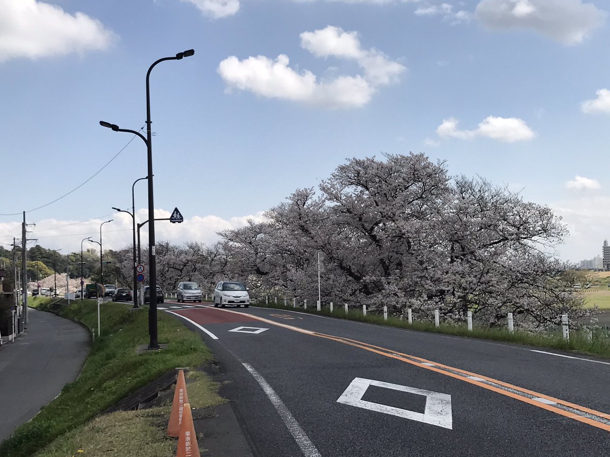多摩堤通りの運転は晴天だとワクワクします。満開の桜が綺麗でした。
