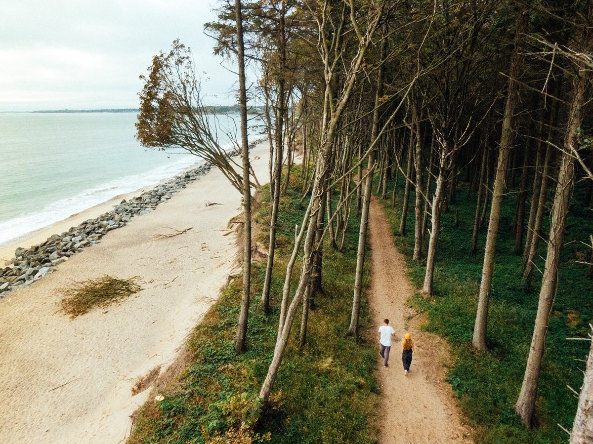 The spring greening... 🌼 📸📍Courtown Woodland Walks, Wexford Four waymarked easy walks wind through this 60-acre wood by the seaside, each one between 1 and 1.9km in distance 🥾🌳🌲 #CelticRoutes #MyCelticMoment