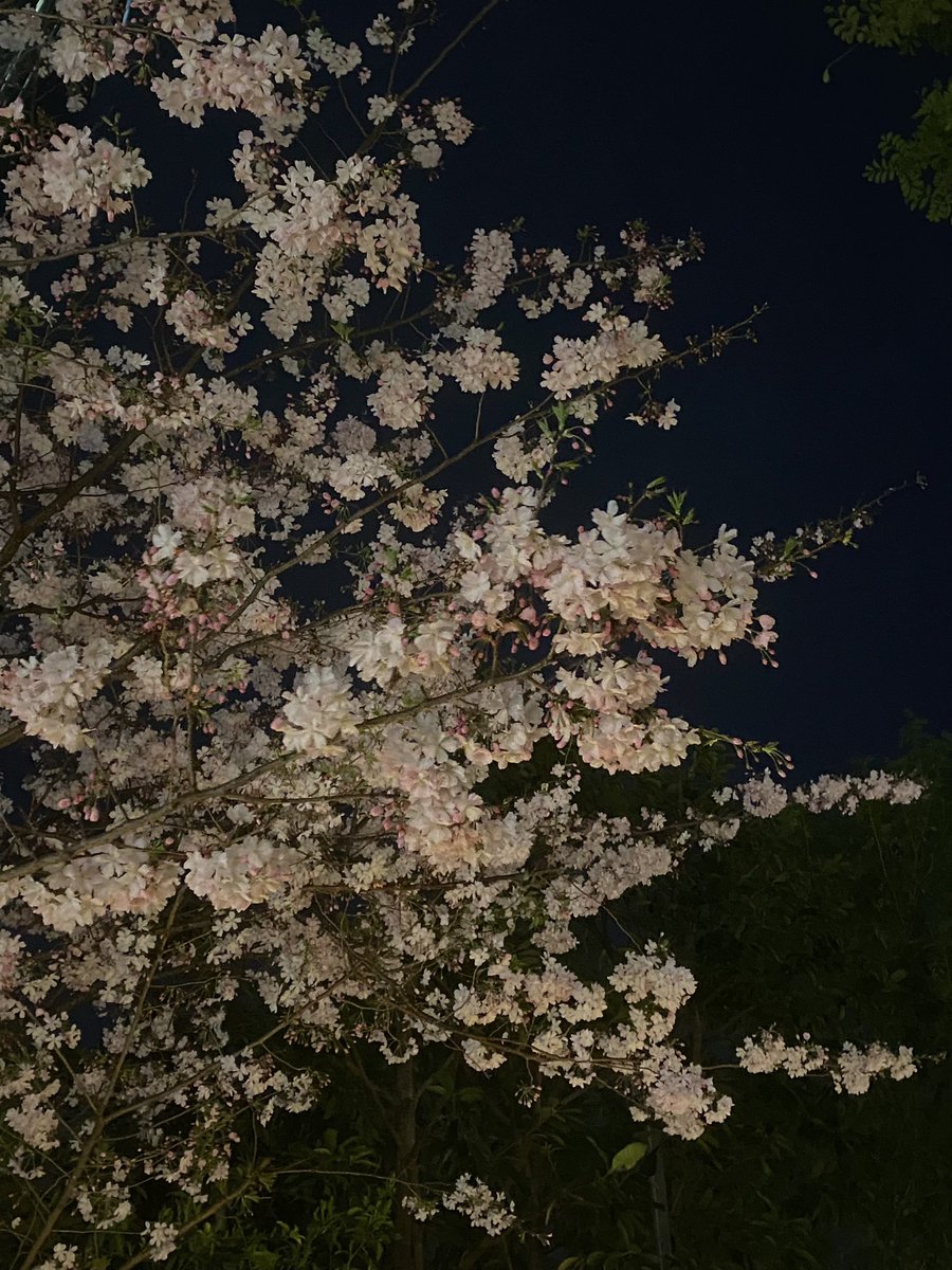 T_K55532979's tweet photo. 夜桜綺麗だわ https://t.co/awCgABNQEr