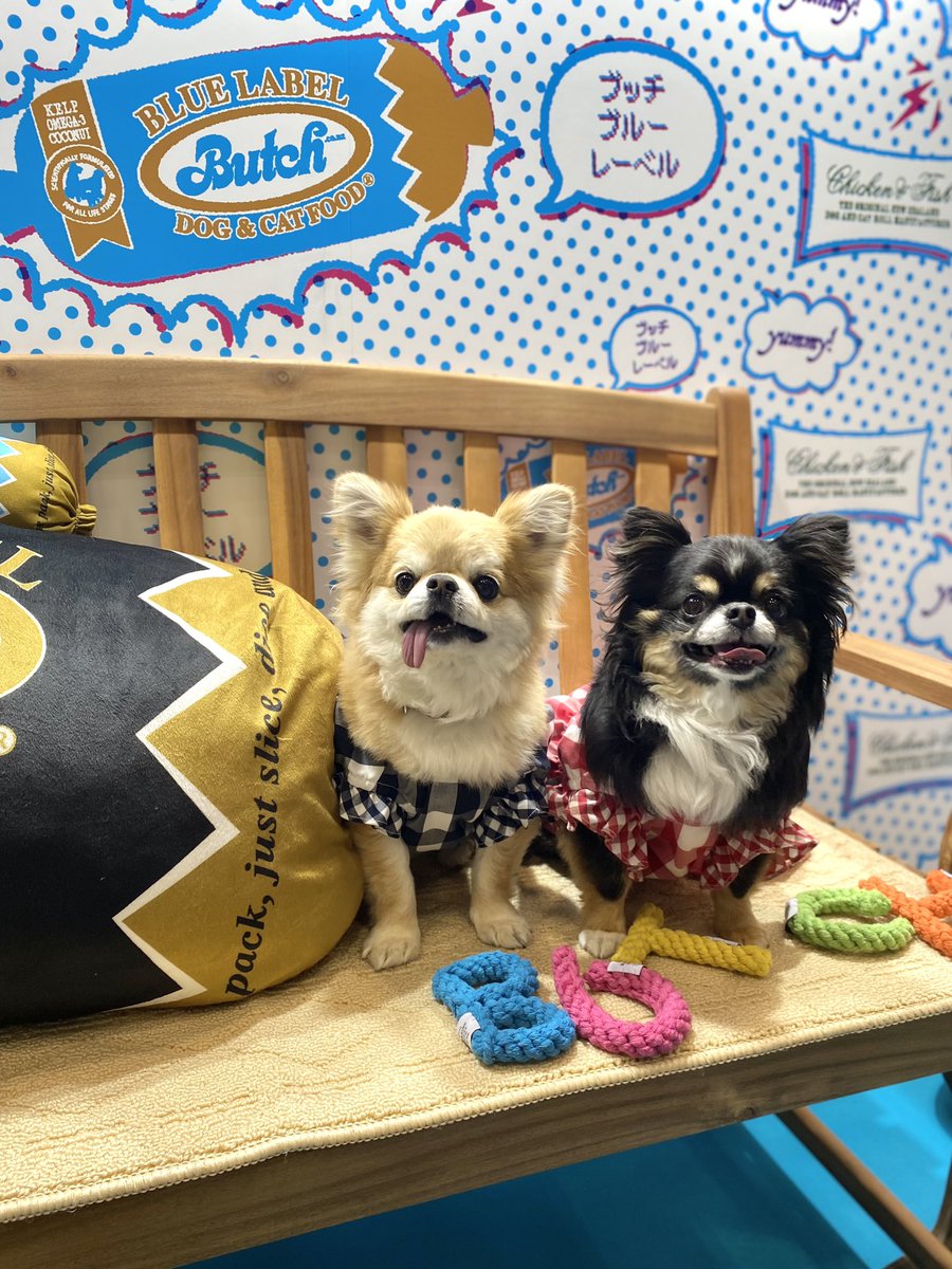 試させて頂き、勝手に動画を作ってみましました!
インパクト抜群のキャットフード、ブッチを試してみました!
10秒に1本売れた生肉級 のおいしさらしいです😄
https://t.co/UAErWwbBJa
写真はトッティ君、サイベリアン7ヶ月です。
彼には大好評でした!