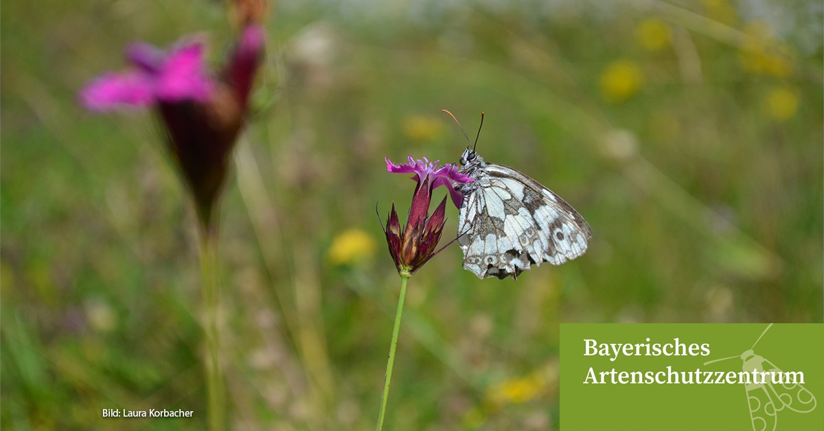 lfu_bayern's tweet photo. Heute ist #TagDerInsekten. In Bayern leben ca. 30.000 Insektenarten, das sind 77 % der zoologischen Vielfalt. Wegen der enormen Bedeutung für die #Biodiversität sind #Insekten ein Fokus im Bayerischen Artenschutzzentrum. 
👇
https://t.co/lxHwH0jFky

#BayerischesArtenschutzzentrum https://t.co/g002hbX5b1