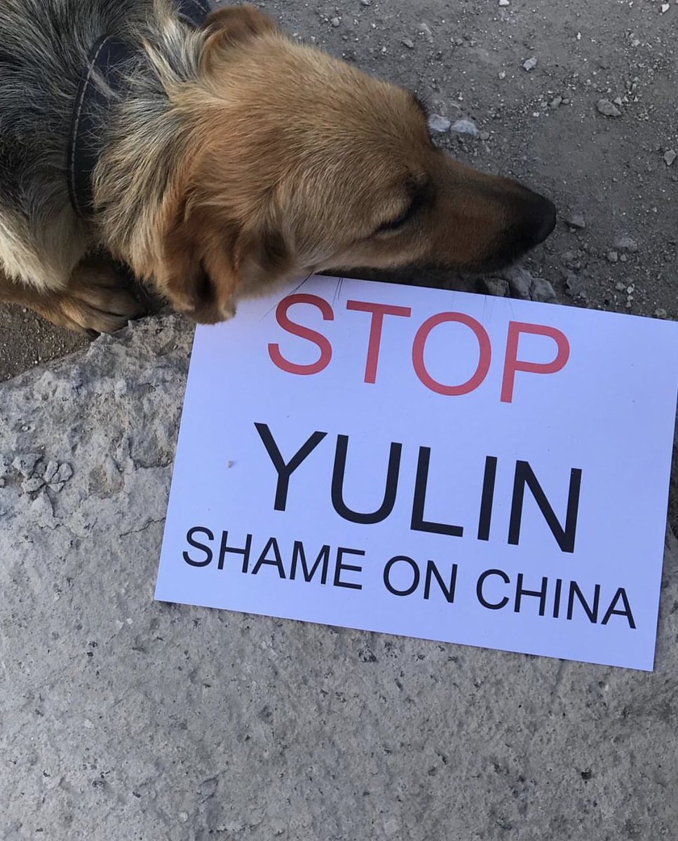 #stopyulin #yulin #yulinfestival #dogmeattrade #dogmeat #dogmeatfestival #dogs #endyulinfestival #AnimalAbuse #AnimalCruelty #AnimalRights #AnimalWelfare @ChinaDaily @XHNews @MOFCOM_China @ReutersChina