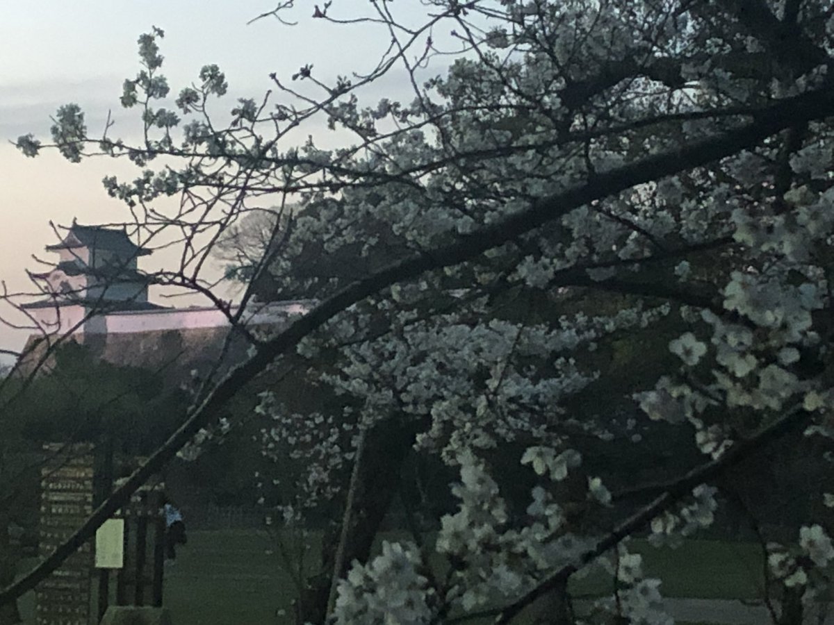 izumi_akashi's tweet photo. 『桜🌸』が気になって、仕事帰りに明石駅前で買い物をした後（3割引のお刺身などをゲット）、明石公園の中を通り抜け、『桜🌸』を見ながら自宅まで歩いて帰った。『桜🌸』越しの『お城🏯』、とっても綺麗。ただ、買い物袋を揺らしすぎたせいか、自宅に着いたら、お刺身が大変なことになっていた・・・ https://t.co/ZV2ibk19Go