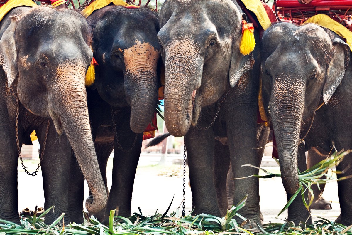 MoveTheWorldIN's tweet photo. Elephants at Amer Fort face the stress as they are forced to take rides. Help us stop this cruelty.
Support us: https://t.co/ZLhDYUkWzc
#FreedomNotCaptivity #TortureInChains #NoPrideInElephantRide #NotEntertainers #WildlifeBelongsToWild #SayNoToRide https://t.co/PMJzH3EYY0