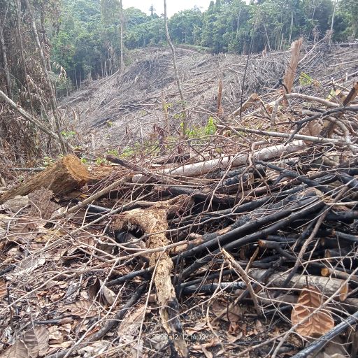 Our #WildlifeProtectionUnits recently discovered this distressing #IllegalLogging in the #BukitTigapuluhEcosystem. Despite this loss, we know it would be worse if we weren't there, monitoring the forest and engaging with local communities. 

#InternationalTigerProject #ITP