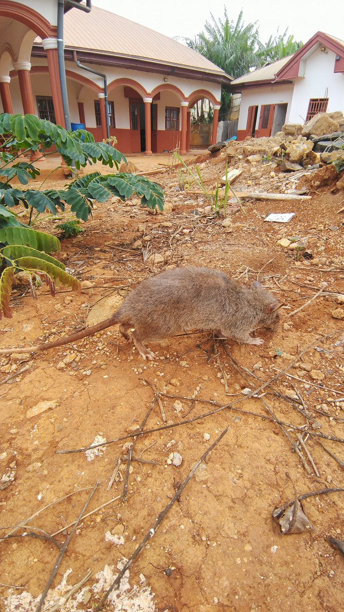 IngridPuppet's tweet image. 