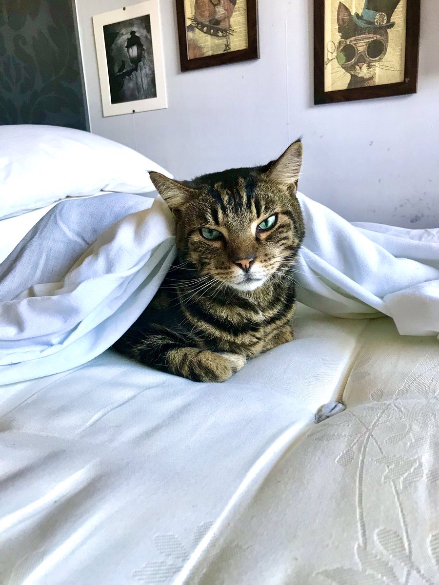 Throwback Thursday to when I had my first ‘make the bed zoomies’ with mum 😻
#throwbackthrusday #CatsOfTwitter #CatsOnTwitter #CatsAreFamily #CatsLover #cats #Cat #AdoptDontShop #ThursdayMorning #thursdaymood #ThursdayMotivation