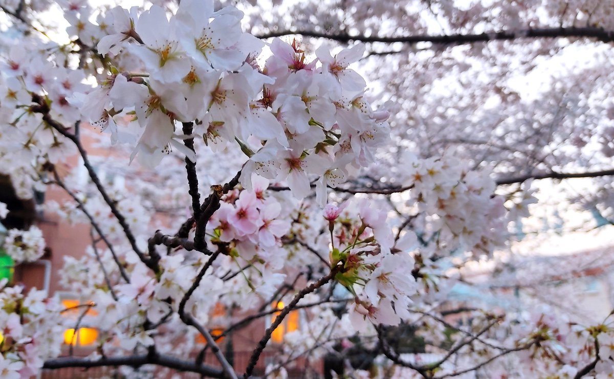 「夕方だったのであんまり綺麗に撮れなかったけれど、週末じゃ散りかけになりそうなので」|鈴豆（まめたん）のイラスト