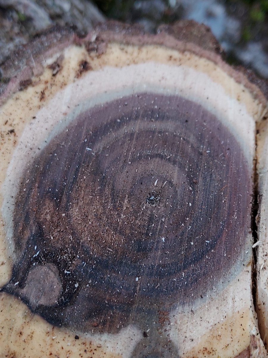 cheech192's tweet photo. Center of a black walnut tree. #MarchMacroChallenge https://t.co/ch3Alemjqh